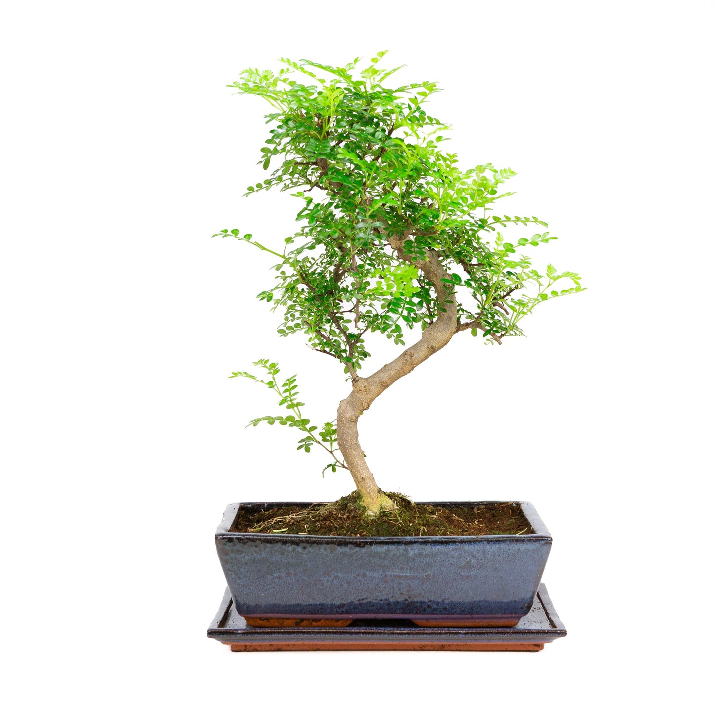 Zanthoxylum piperetium Bonsai in blue pot 28 cm, height ~46 cm