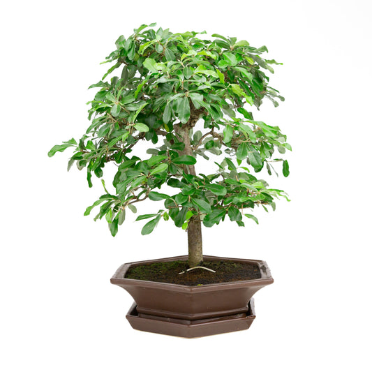 Elaeagnus brown pot 33cm, height ~ 52cm