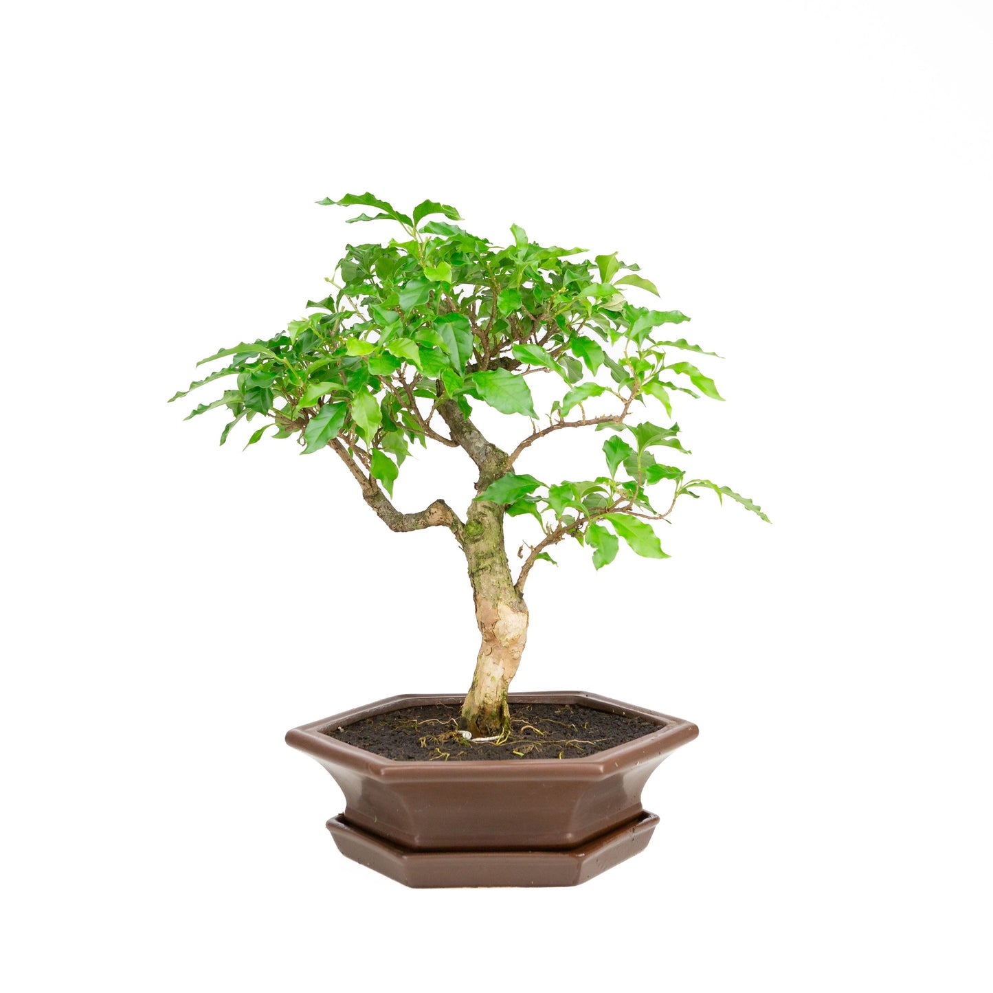 Bougainvillea glabra Bonsai in brown pot 28cm, height ~41cm