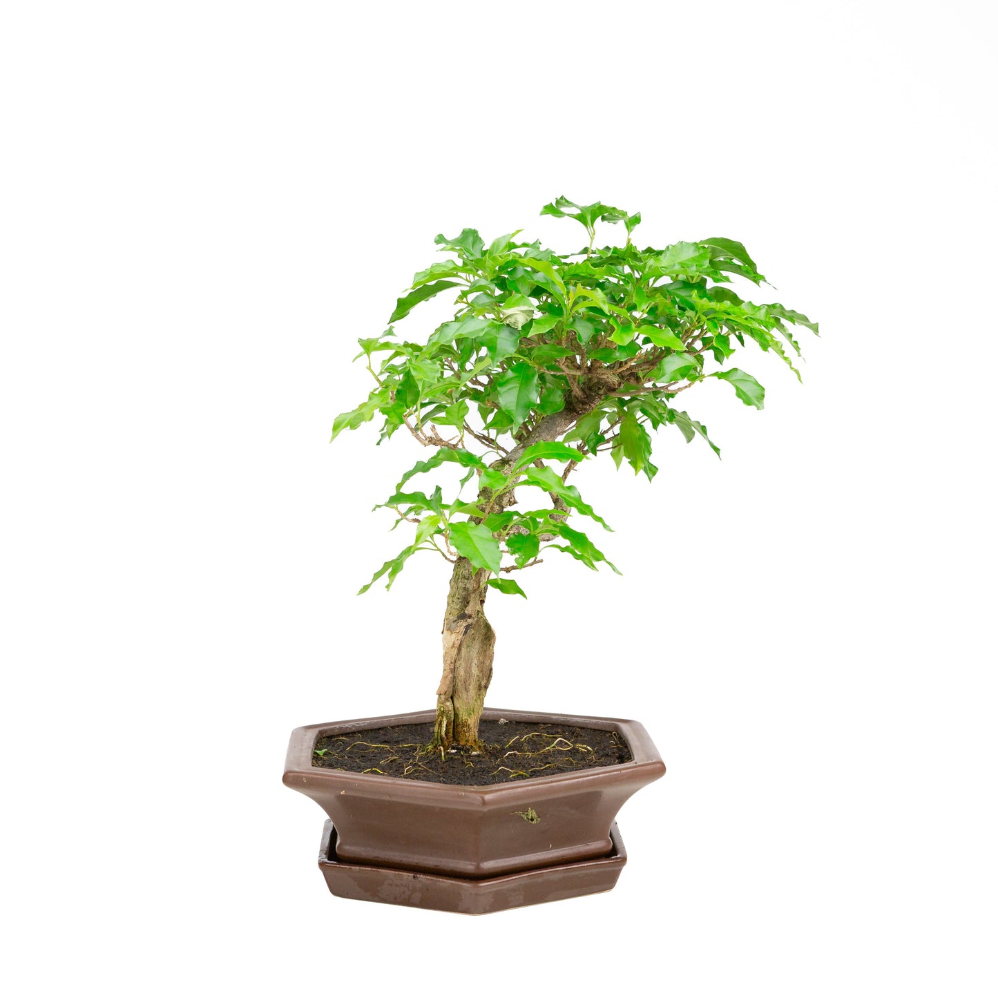 Bougainvillea glabra Bonsai in brown pot 28cm, height ~41cm
