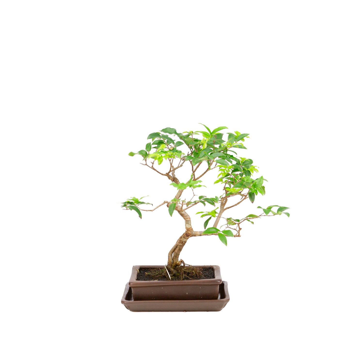Syzigium Bonsai in bruine pot 16cm, hoogte 28cm