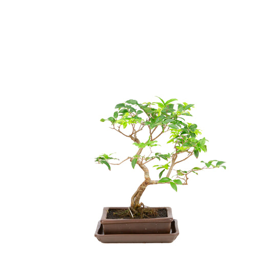 Syzigium Bonsai in bruine pot 16cm, hoogte 28cm