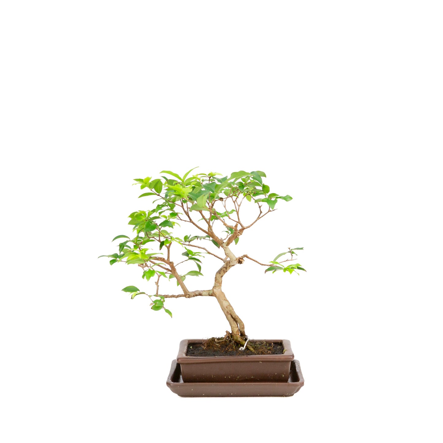 Syzigium Bonsai in brown pot 16cm, height 28cm