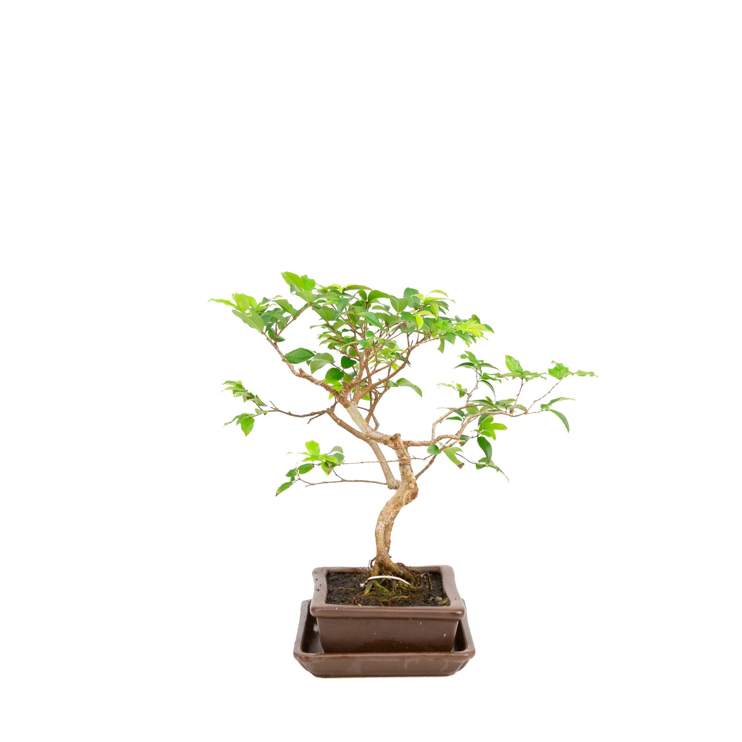 Syzigium Bonsai in brown pot 16cm, height 28cm