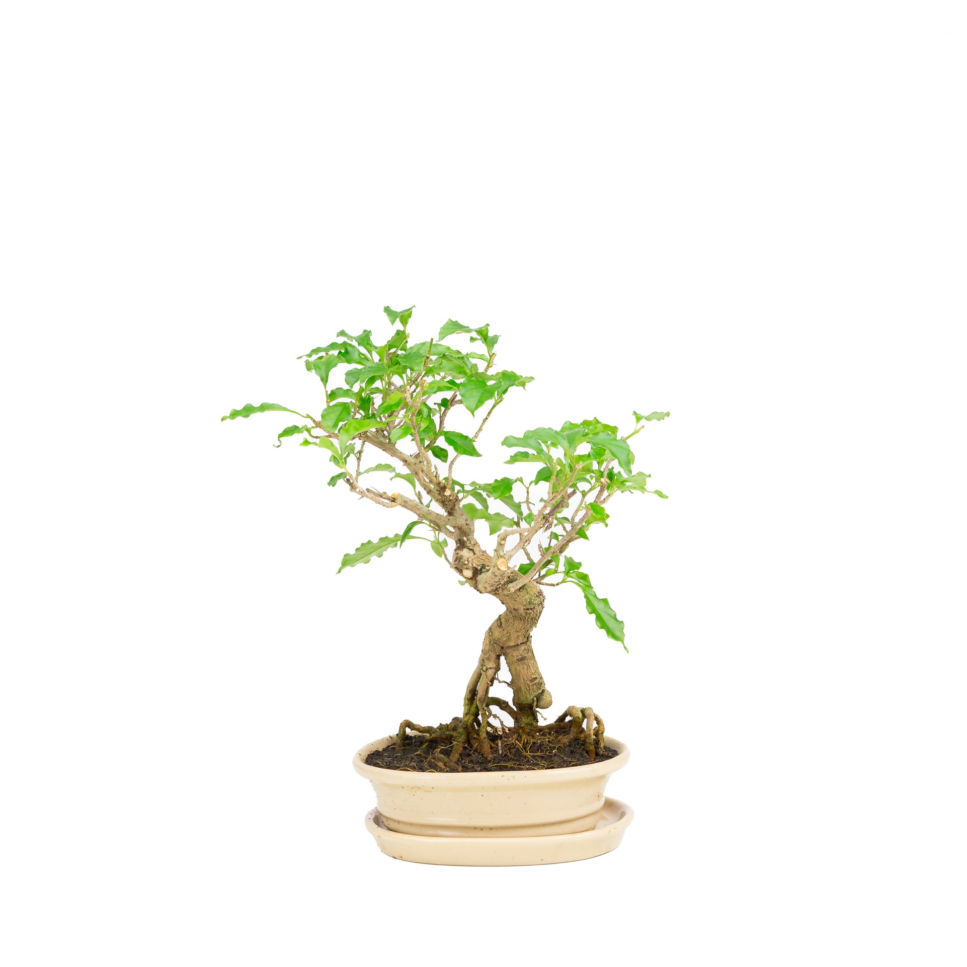 Bougainvillea glabra Bonsai in creme pot 17cm, hoogte ~33cm