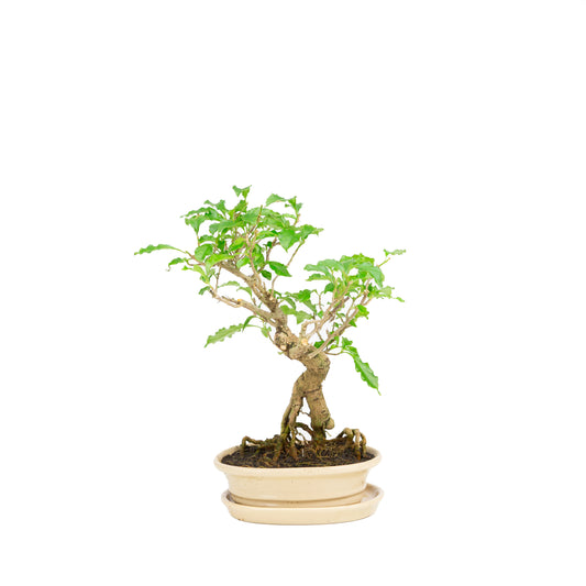 Bougainvillea glabra Bonsai in creme pot 17cm, hoogte ~33cm