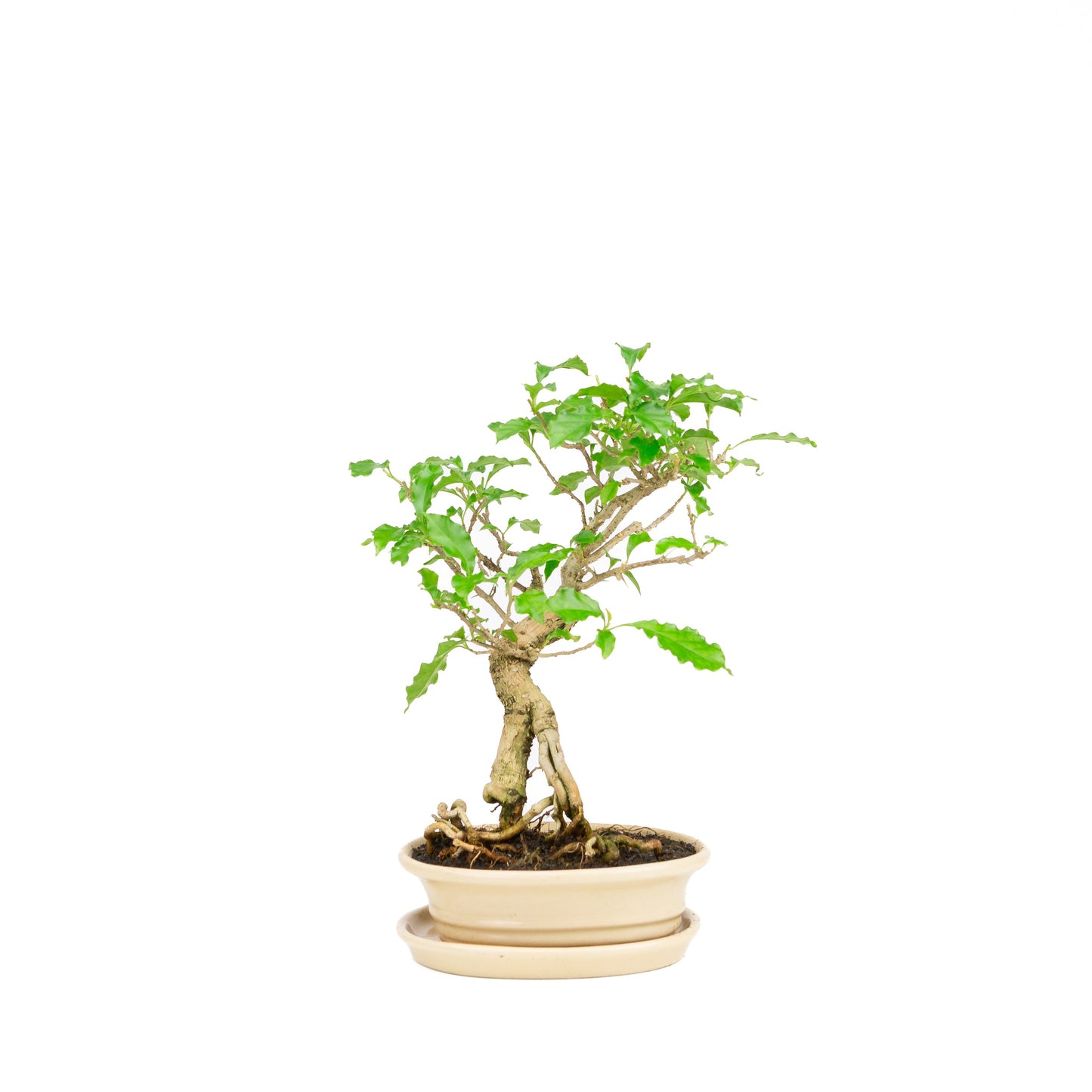 Bougainvillea glabra Bonsai in cream pot 14cm, height ~24cm
