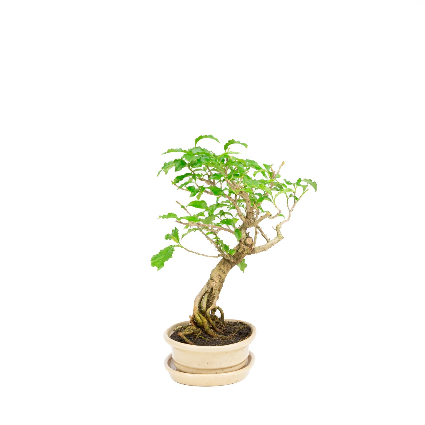 Bougainvillea glabra Bonsai in cream pot 14cm, height ~24cm