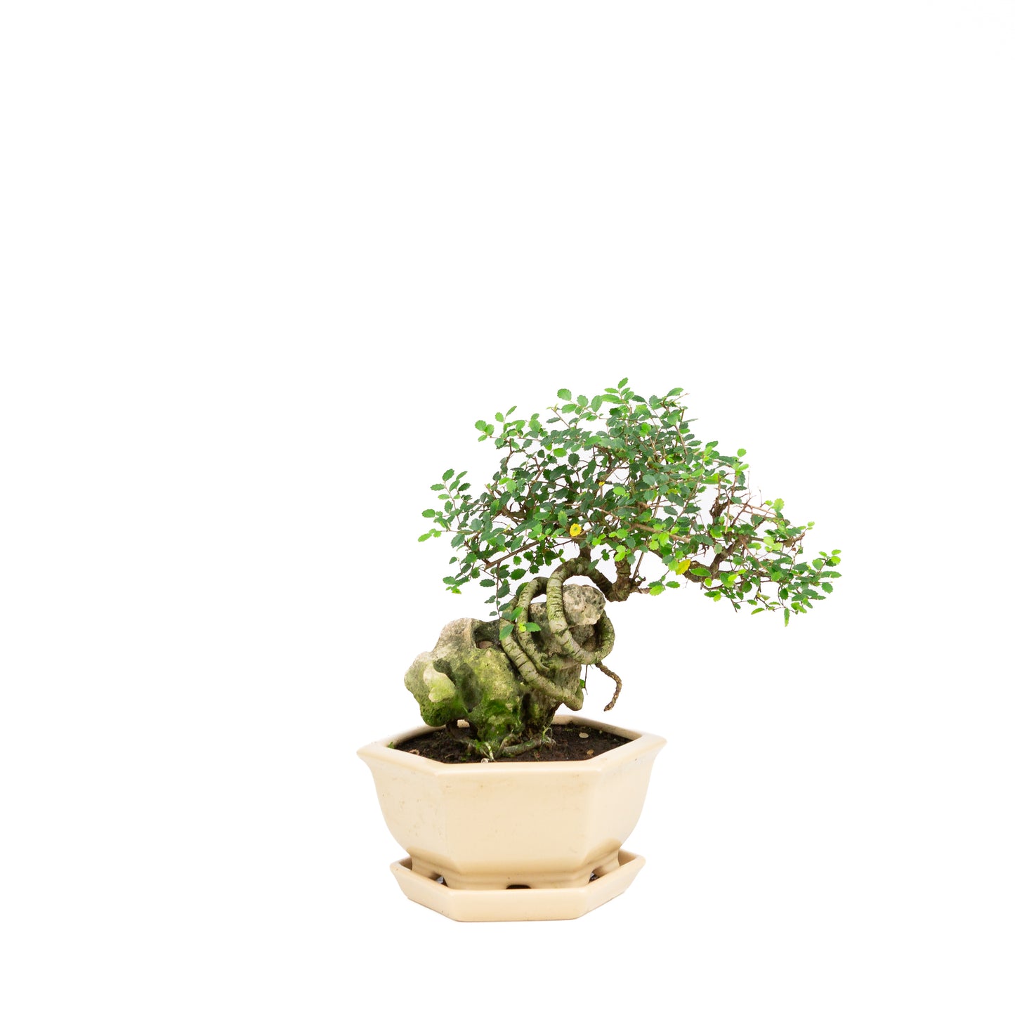 Zelkova Bonsai with stone in cream pot 22cm, height ~36cm
