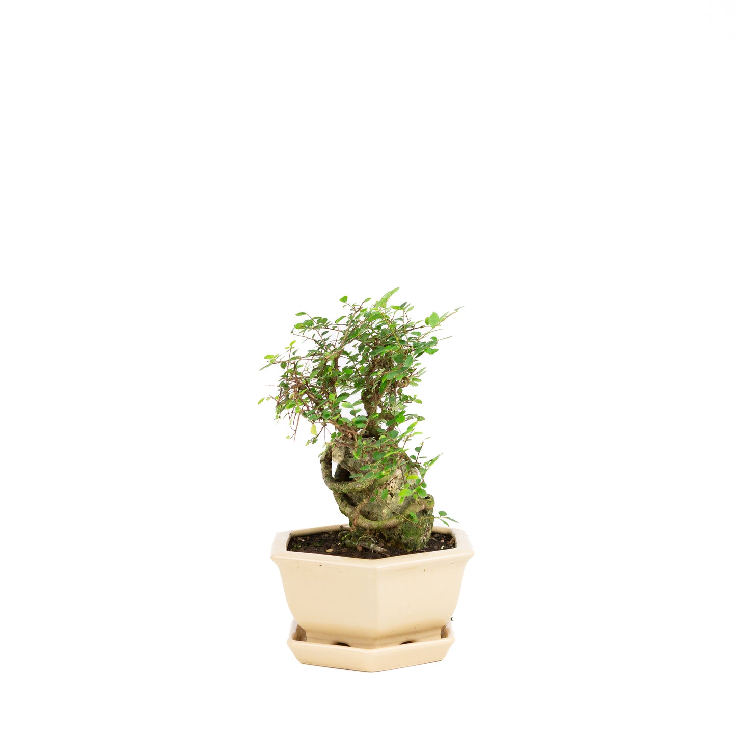 Zelkova Bonsai with stone in cream pot 22cm, height ~36cm
