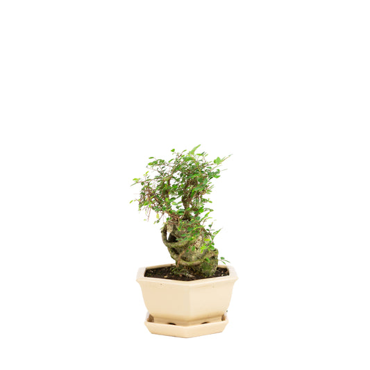 Zelkova Bonsai with stone in cream pot 22cm, height ~36cm