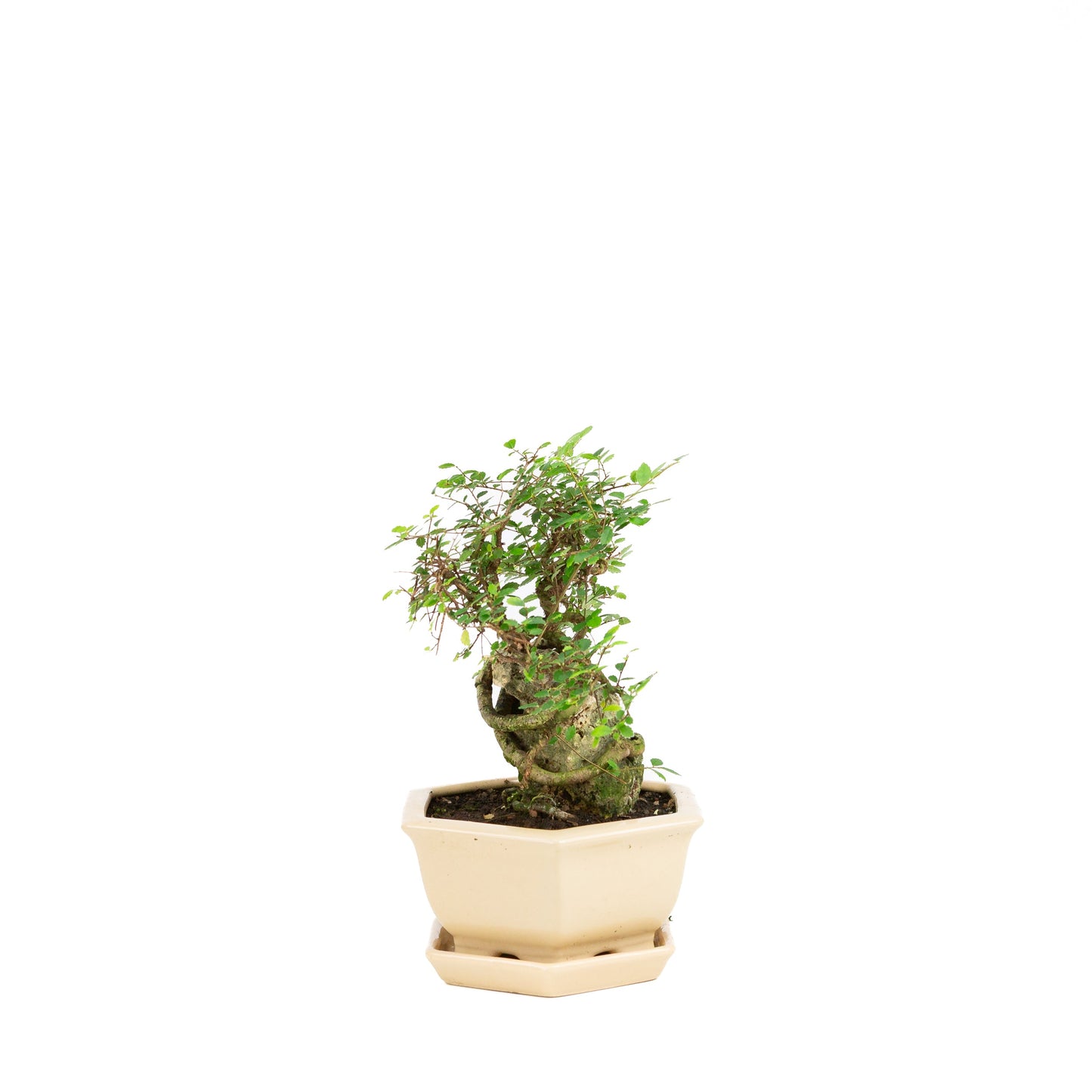 Zelkova Bonsai with stone in cream pot 22cm, height ~36cm
