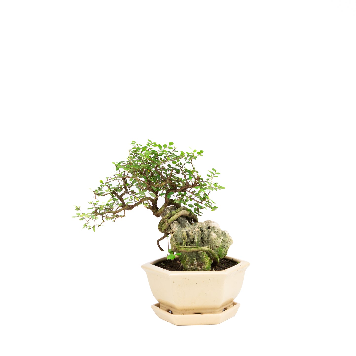 Zelkova Bonsai with stone in cream pot 22cm, height ~36cm