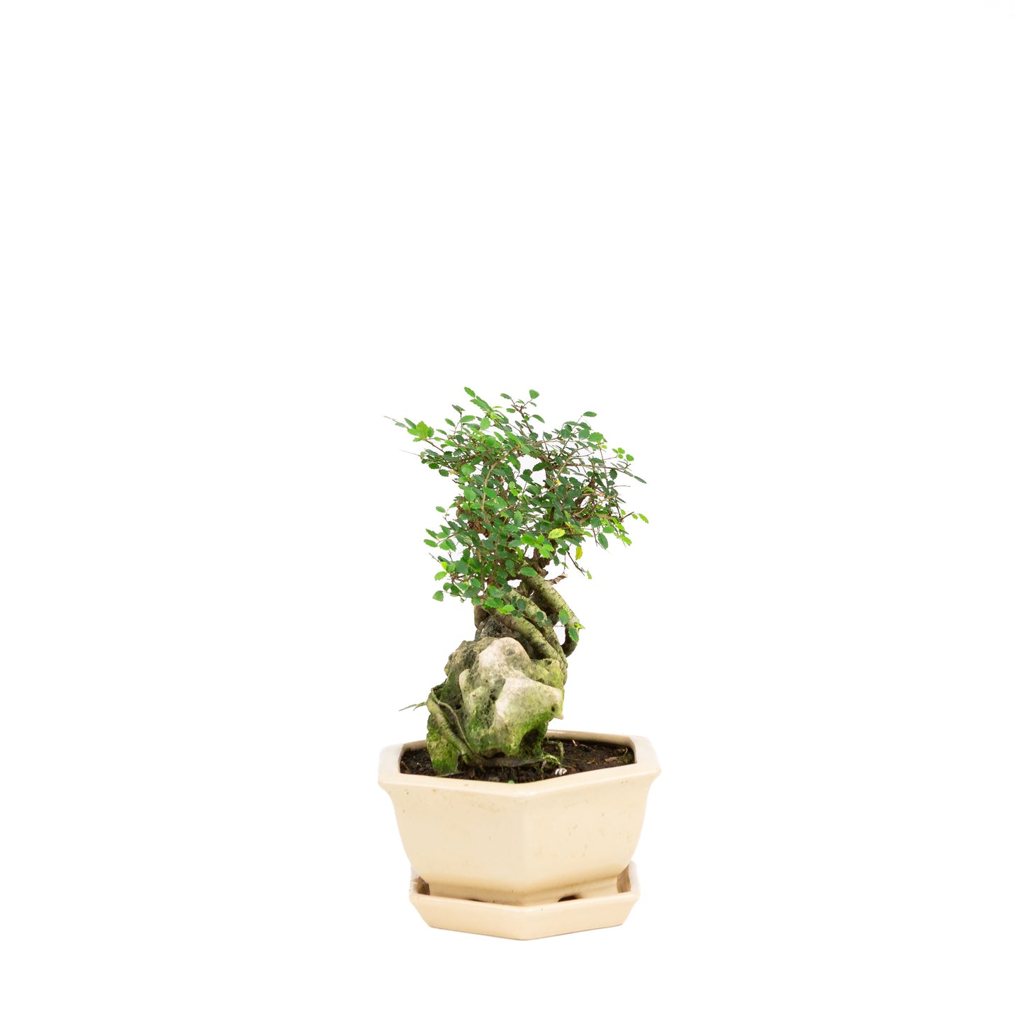 Zelkova Bonsai with stone in cream pot 22cm, height ~36cm
