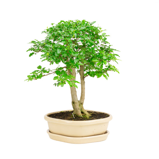 Ligustrum ovalifolium Bonsai in green pot 16cm, height ~32cm