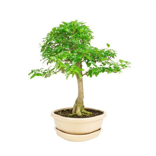 Ligustrum ovalifolium Bonsai in green pot 16cm, height ~32cm