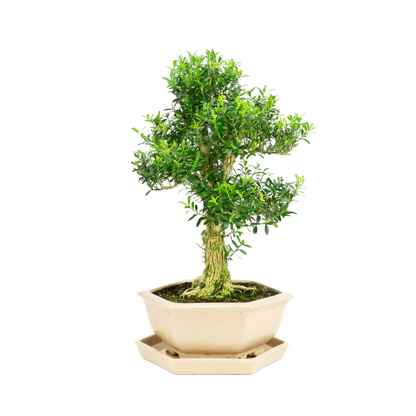 Buxus harlandii Bonsai in blue pot 21cm, height ~36cm (Copy)
