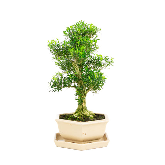Buxus harlandii Bonsai in blue pot 21cm, height ~36cm (Copy)