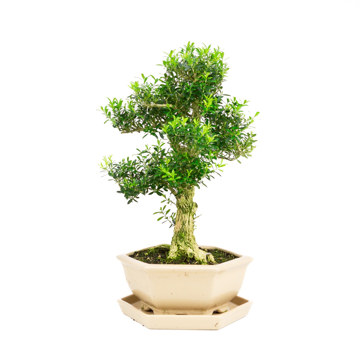 Buxus harlandii Bonsai in blue pot 21cm, height ~36cm (Copy)