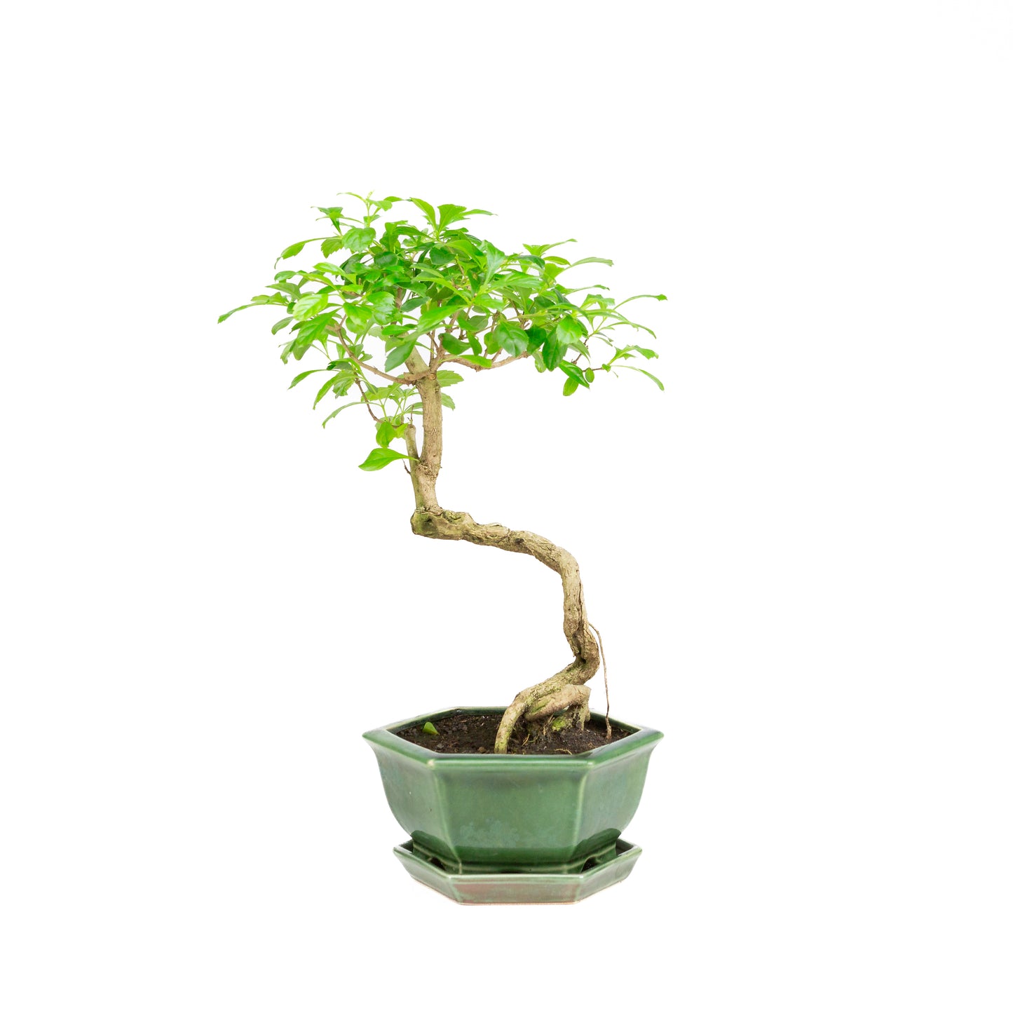 Durantha repens Bonsai in green pot 15cm, height ~26cm