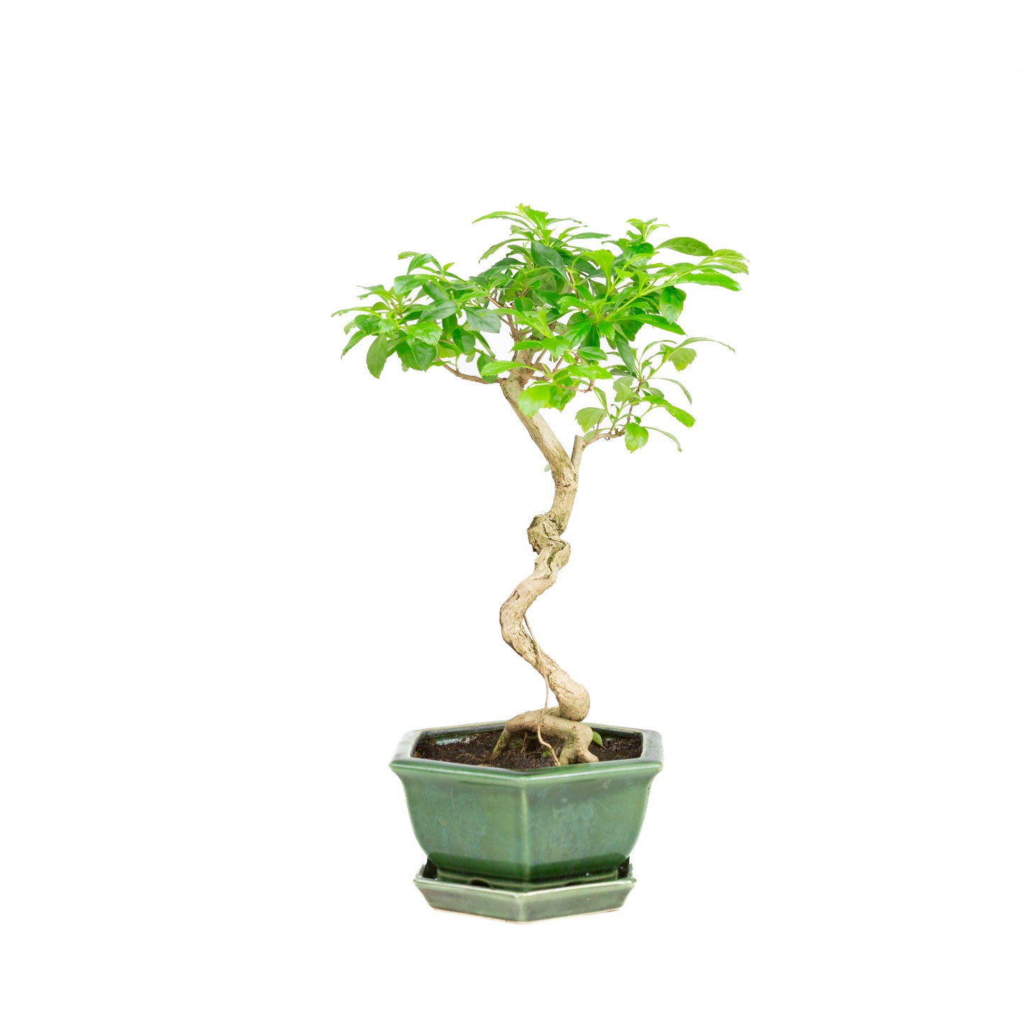 Durantha repens Bonsai in green pot 15cm, height ~26cm