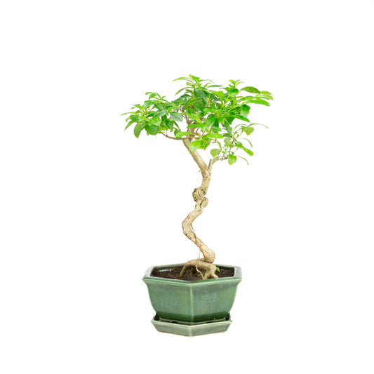 Durantha repens Bonsai in green pot 15cm, height ~26cm
