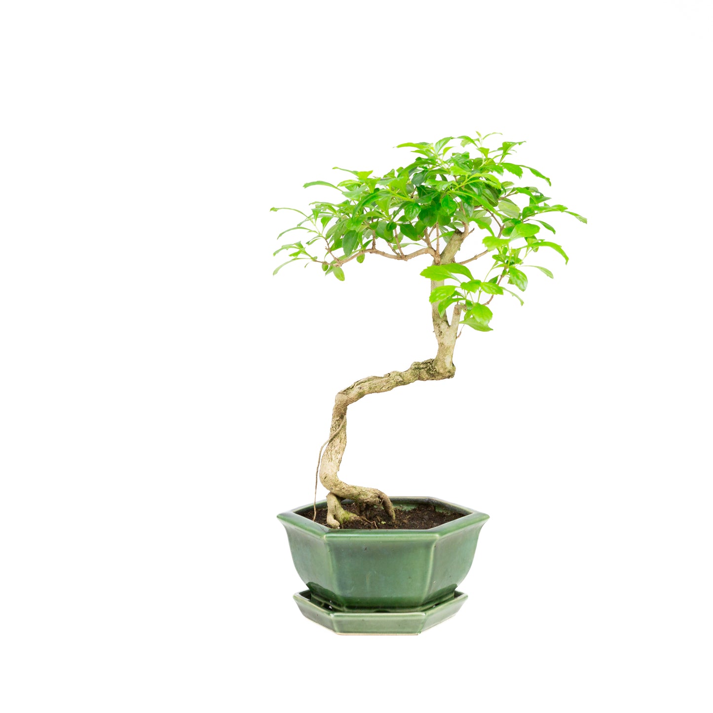 Durantha repens Bonsai in green pot 15cm, height ~26cm
