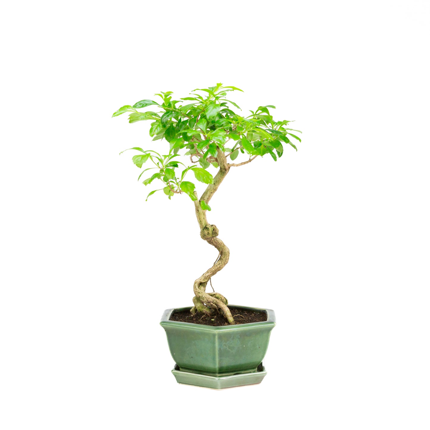Durantha repens Bonsai in green pot 15cm, height ~26cm