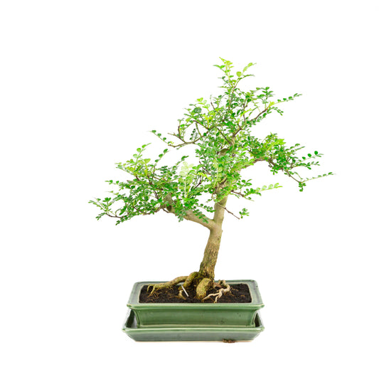 Zanthoxylum piperitum Bonsai in brown pot 20cm, height ~30cm