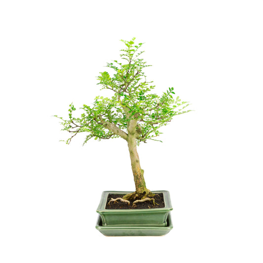 Zanthoxylum piperitum Bonsai in brown pot 20cm, height ~30cm