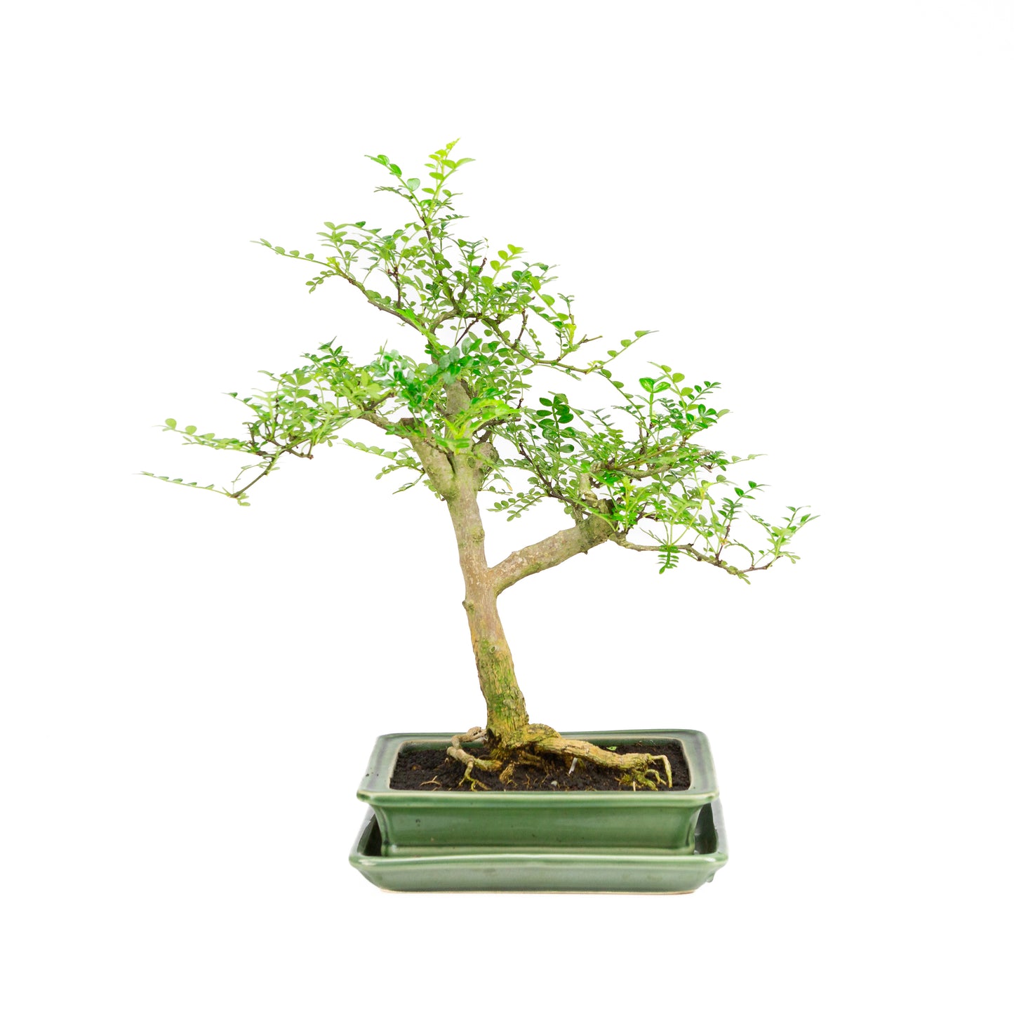 Zanthoxylum piperitum Bonsai in brown pot 20cm, height ~30cm
