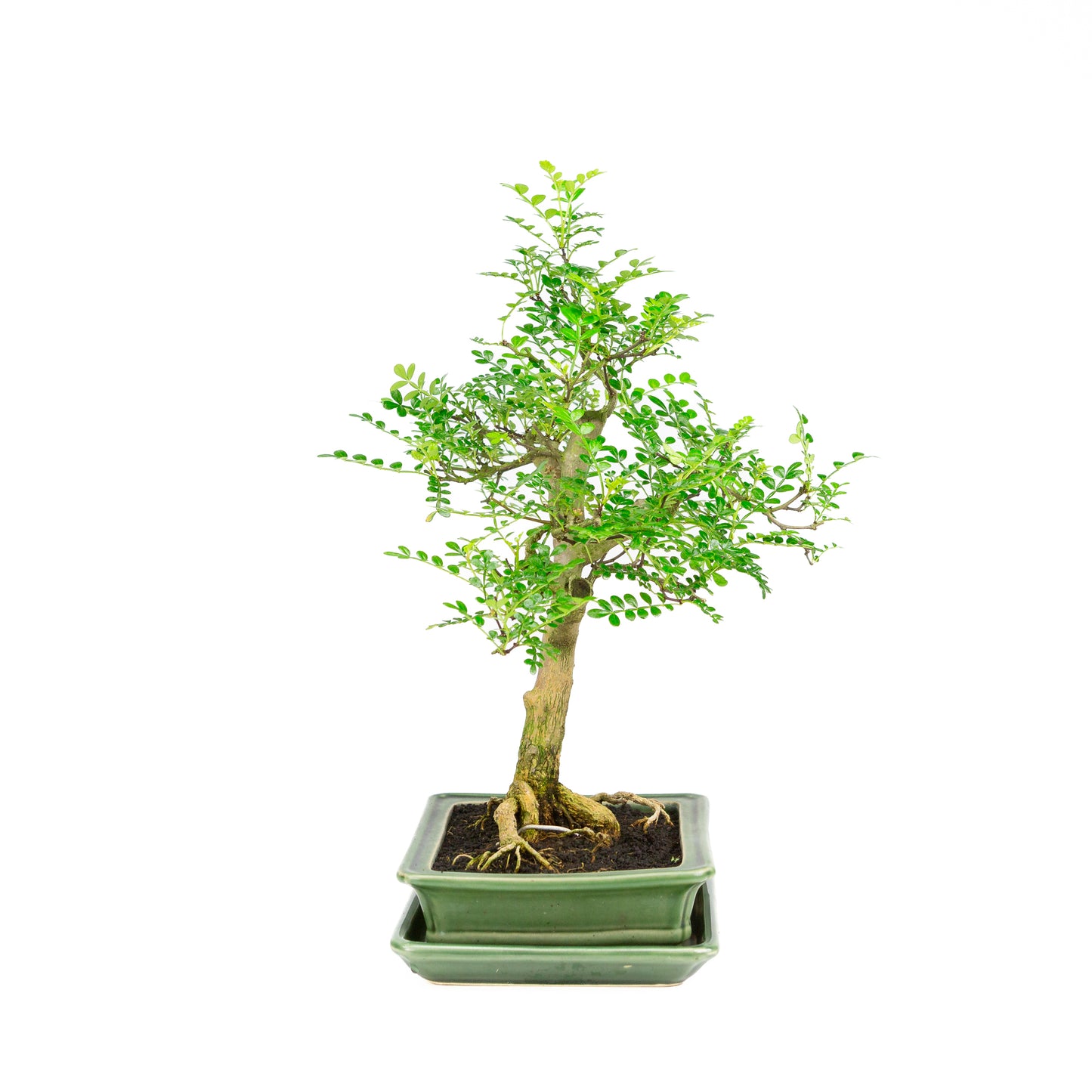 Zanthoxylum piperitum Bonsai in brown pot 20cm, height ~30cm