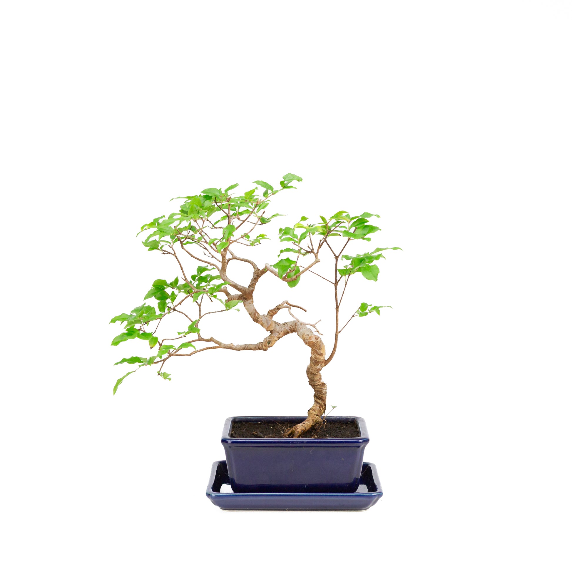 Binnen Bonsai Syzigium blauwe pot, hoogte ~33cm