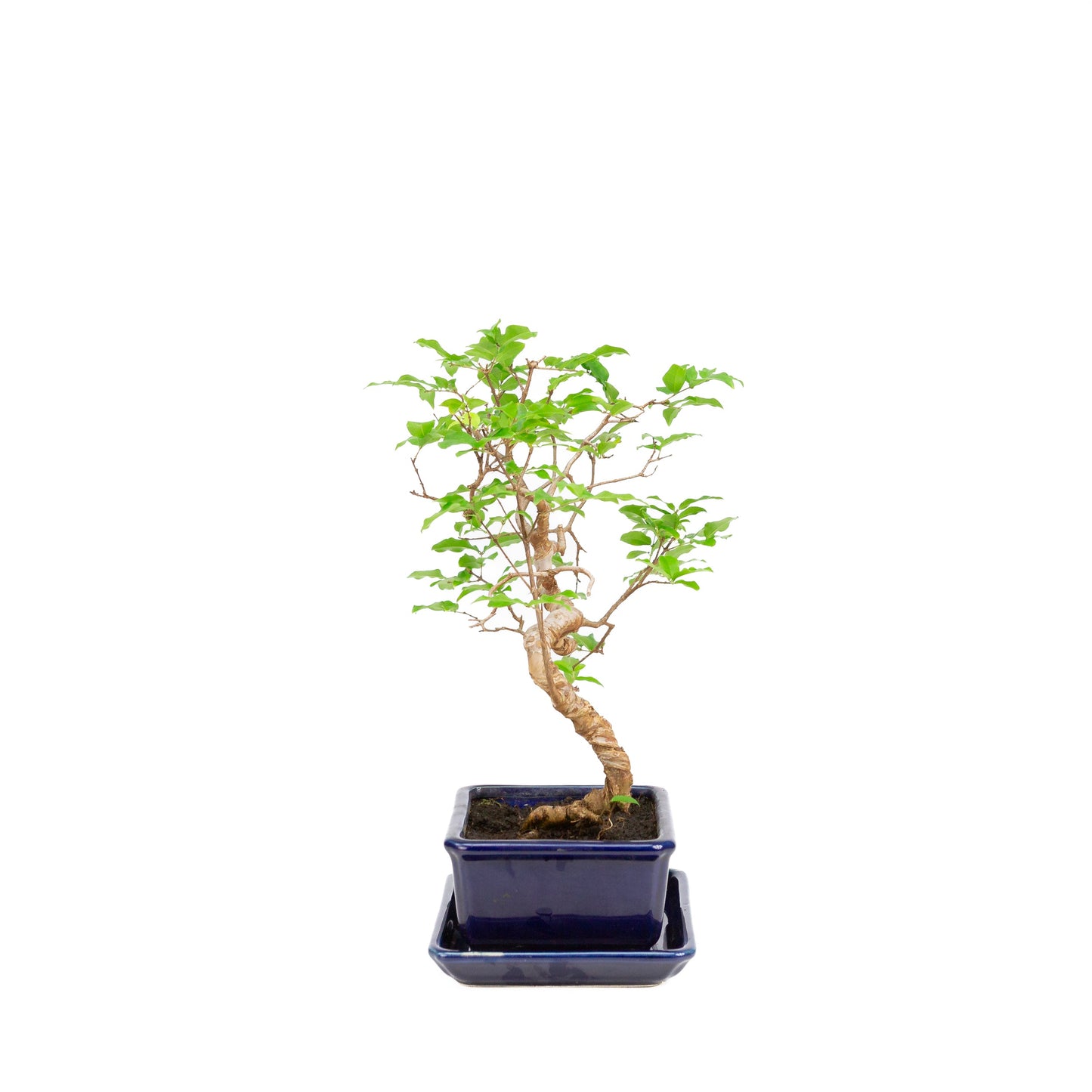 Syzigium Bonsai in blue pot 15cm, height ~33cm