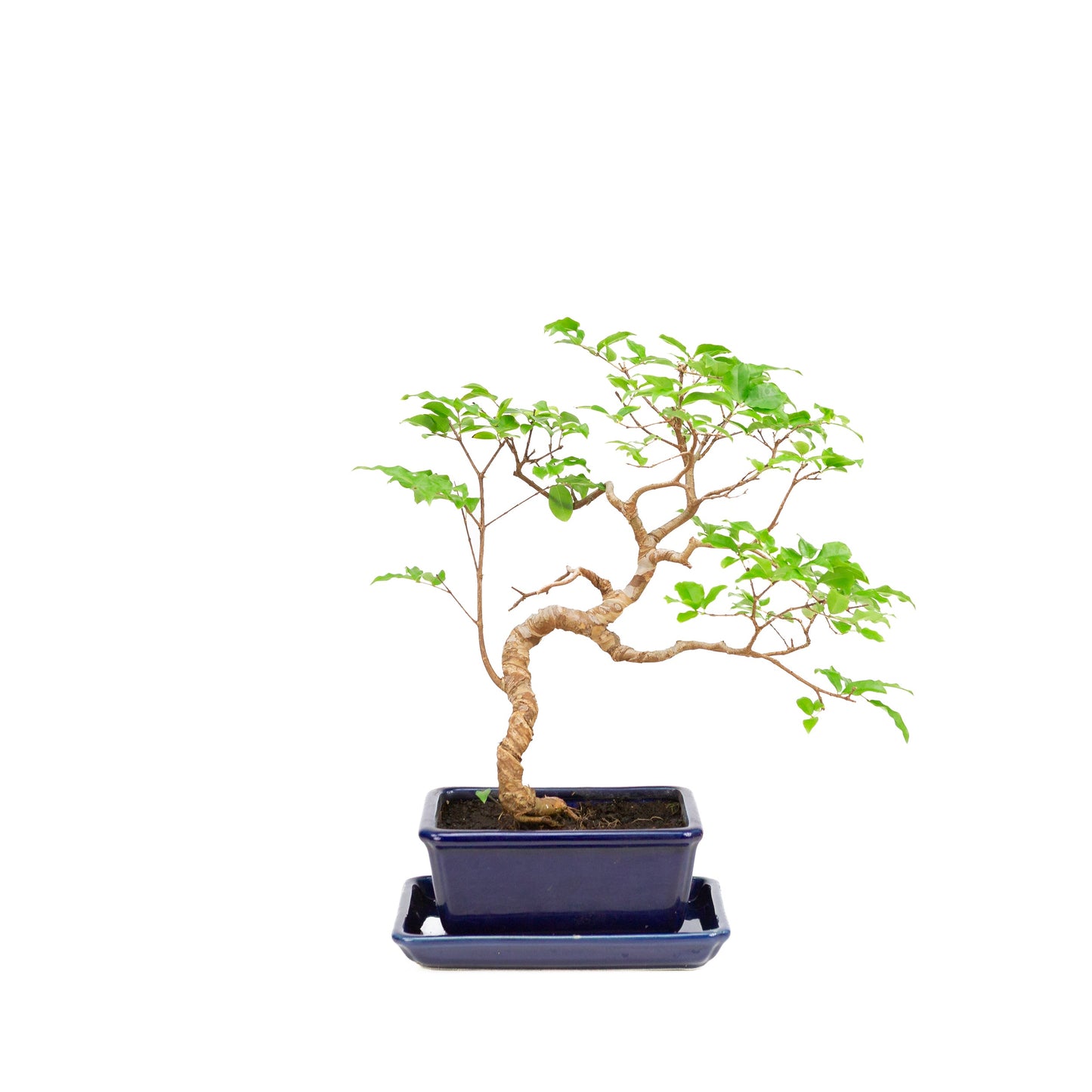 Syzigium Bonsai in blue pot 15cm, height ~33cm