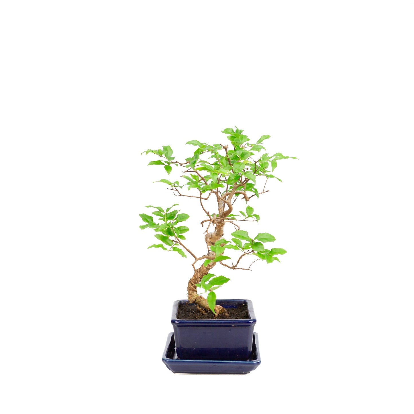Syzigium Bonsai in blue pot 15cm, height ~33cm