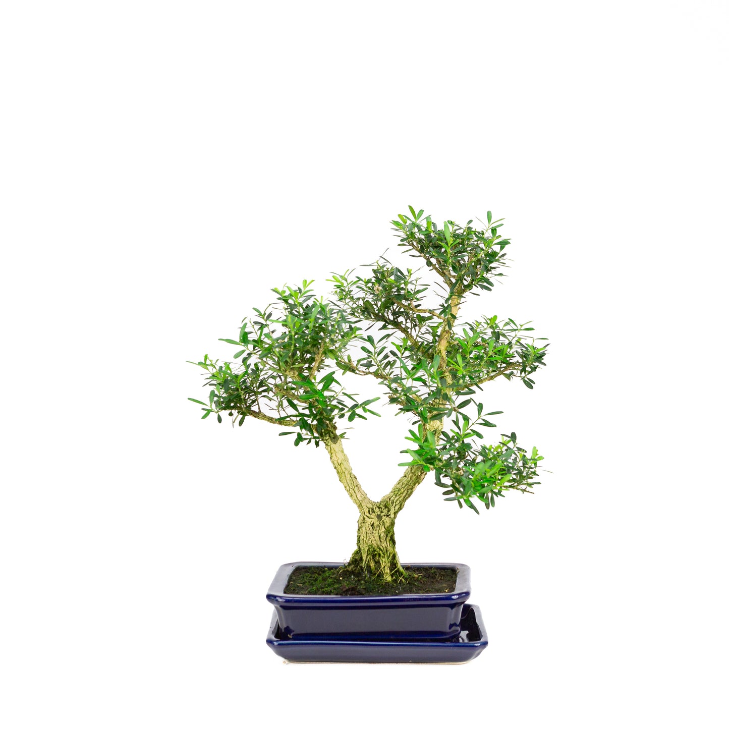 Buxus harlandii Bonsai in blue pot 21cm, height ~36cm (Copy)
