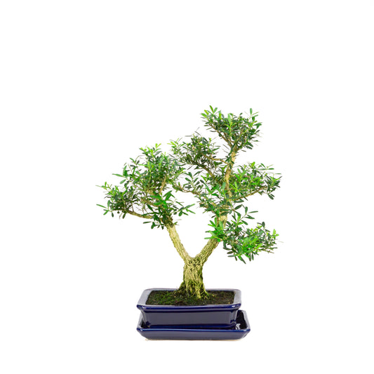 Buxus harlandii Bonsai in blue pot 21cm, height ~36cm (Copy)