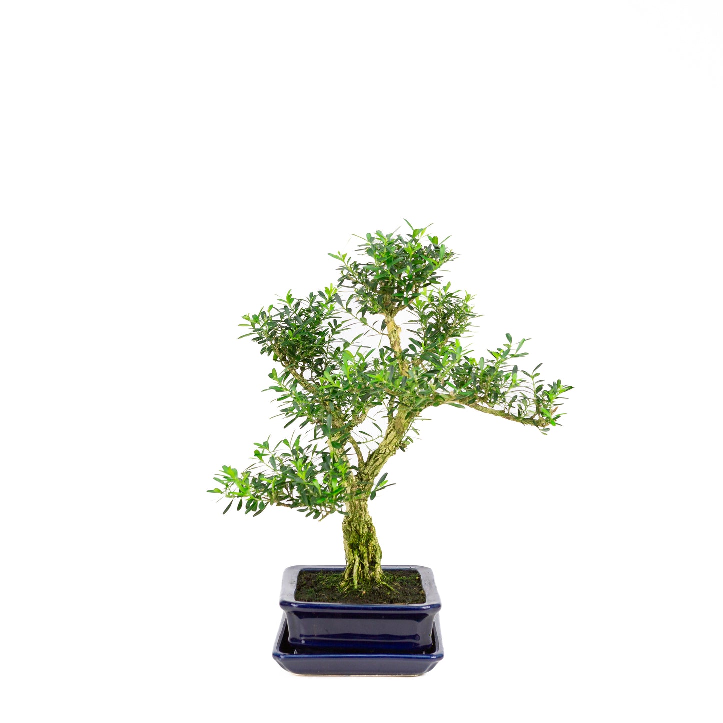 Buxus harlandii Bonsai in blue pot 21cm, height ~36cm (Copy)