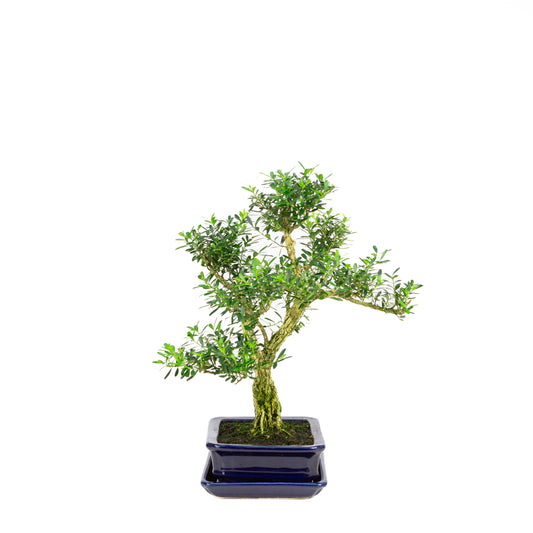 Buxus harlandii Bonsai in blue pot 21cm, height ~36cm (Copy)