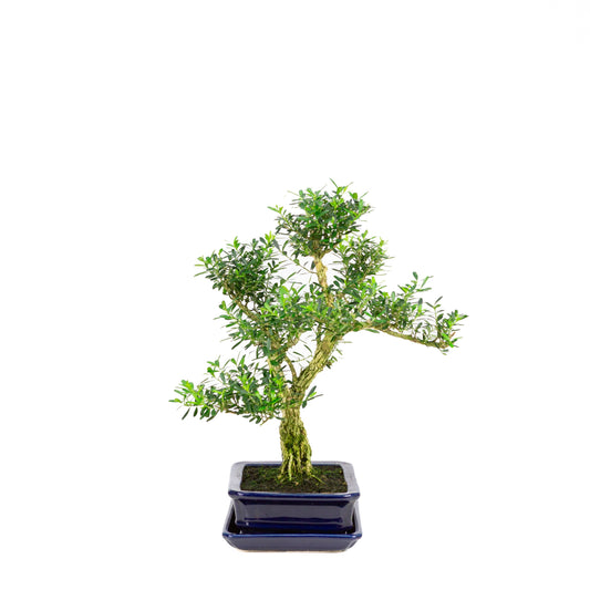 Buxus harlandii Bonsai in blue pot 17cm, height ~34cm