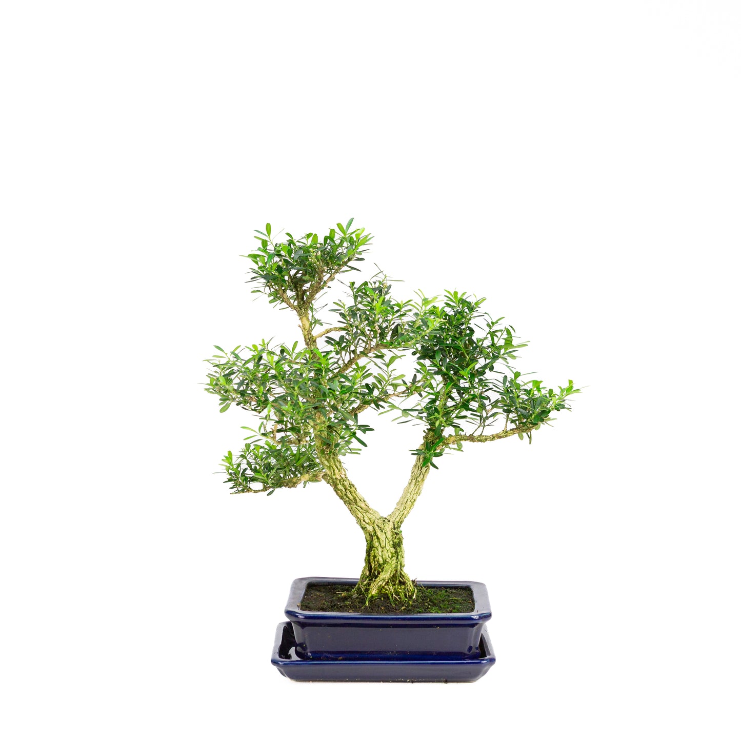 Buxus harlandii Bonsai in blue pot 21cm, height ~36cm (Copy)