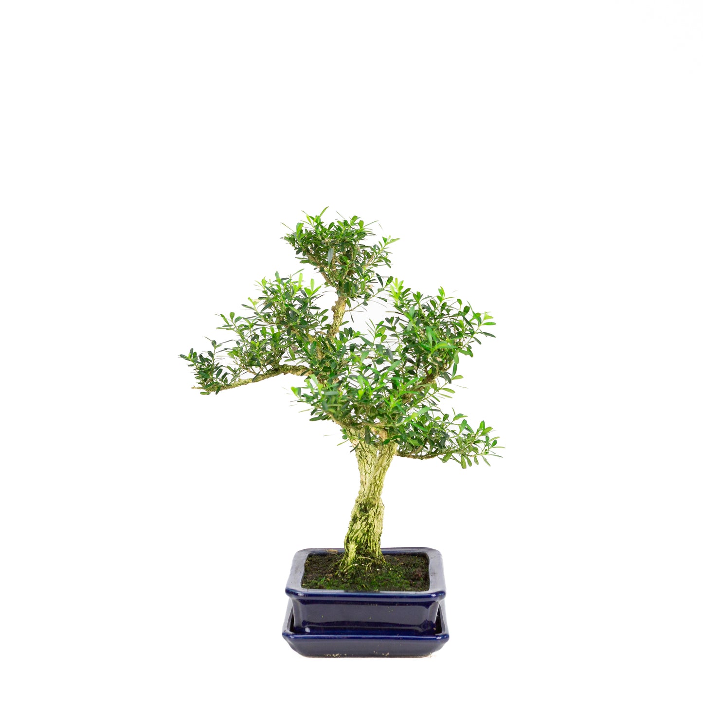 Buxus harlandii Bonsai in blue pot 21cm, height ~36cm (Copy)
