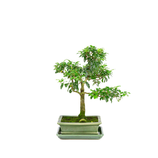 Ligustrum ovalifolium Bonsai in green pot 16cm, height ~32cm
