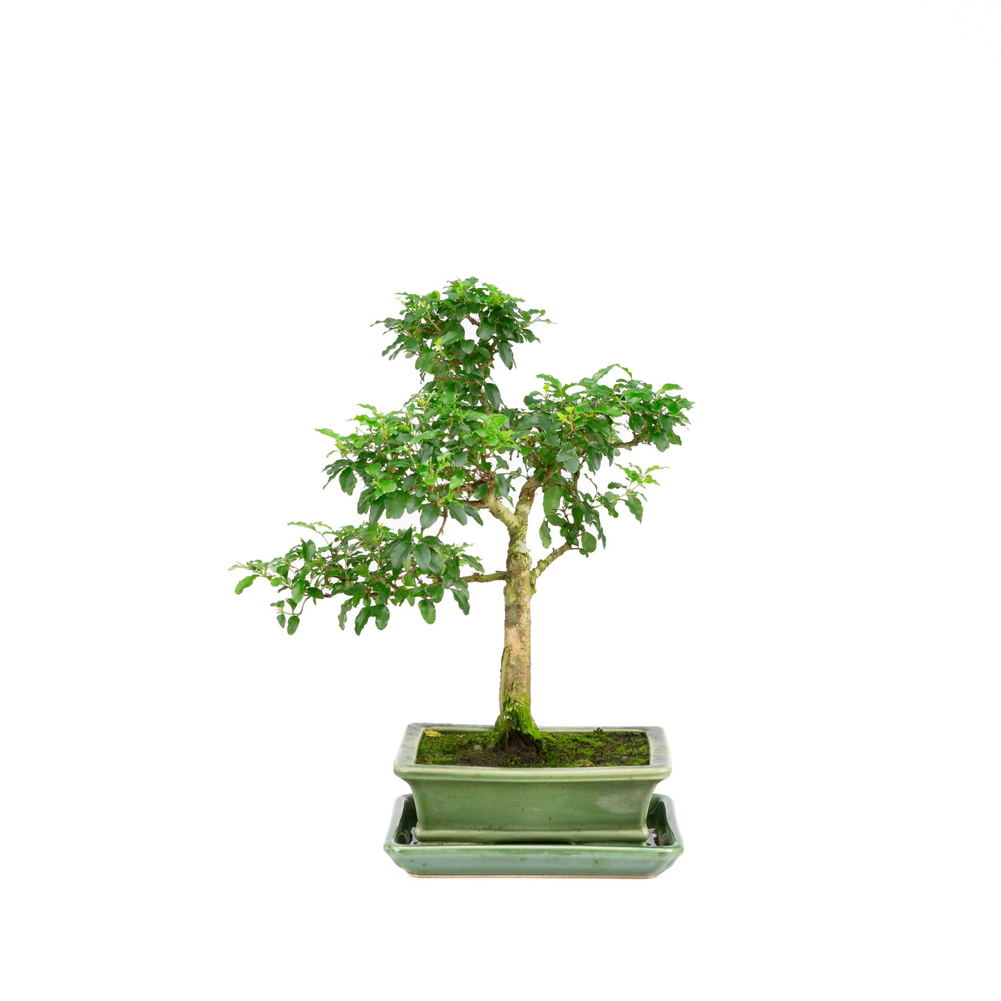 Ligustrum ovalifolium Bonsai in green pot 16cm, height ~32cm
