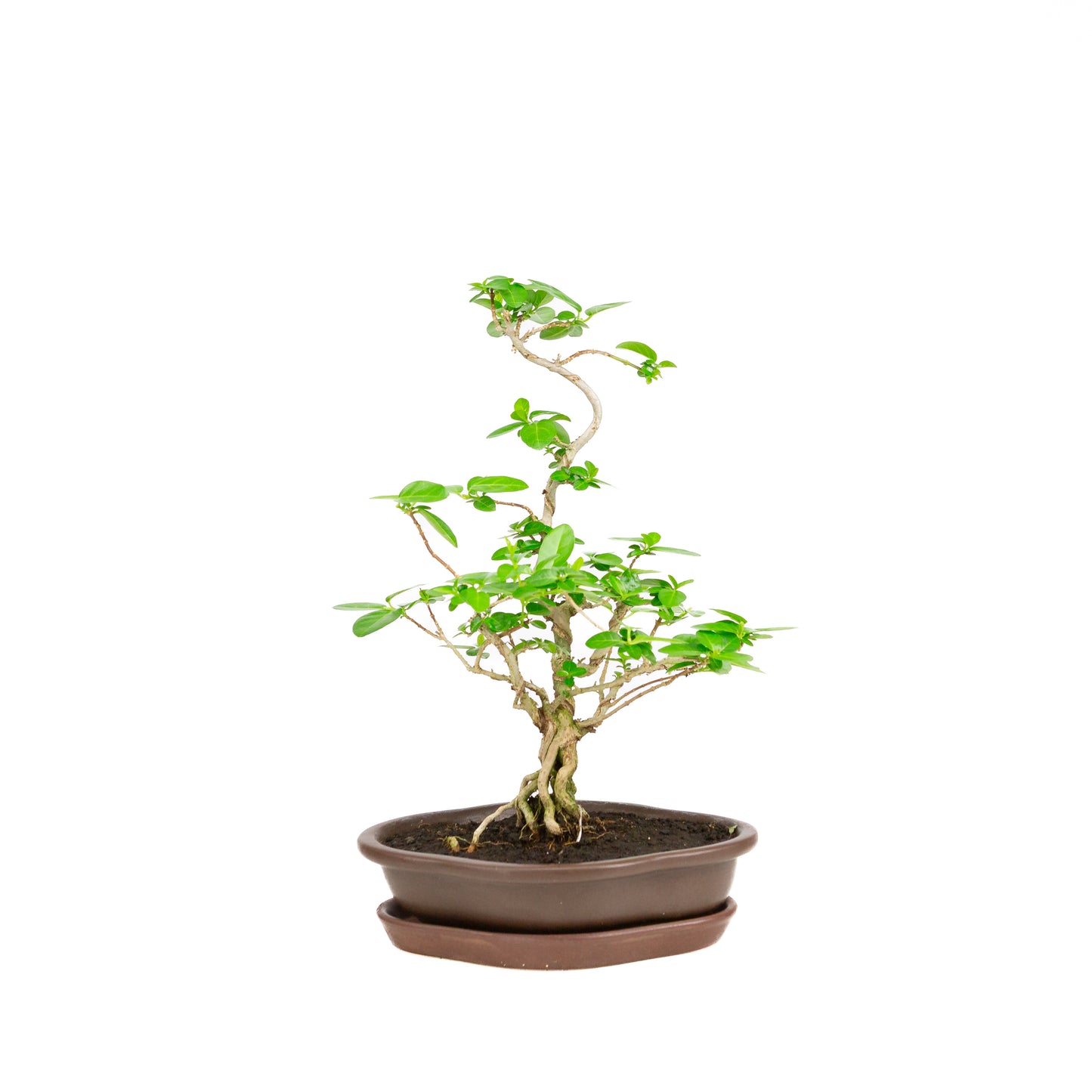Premna Bonsai in brown pot 17cm, height ~22cm