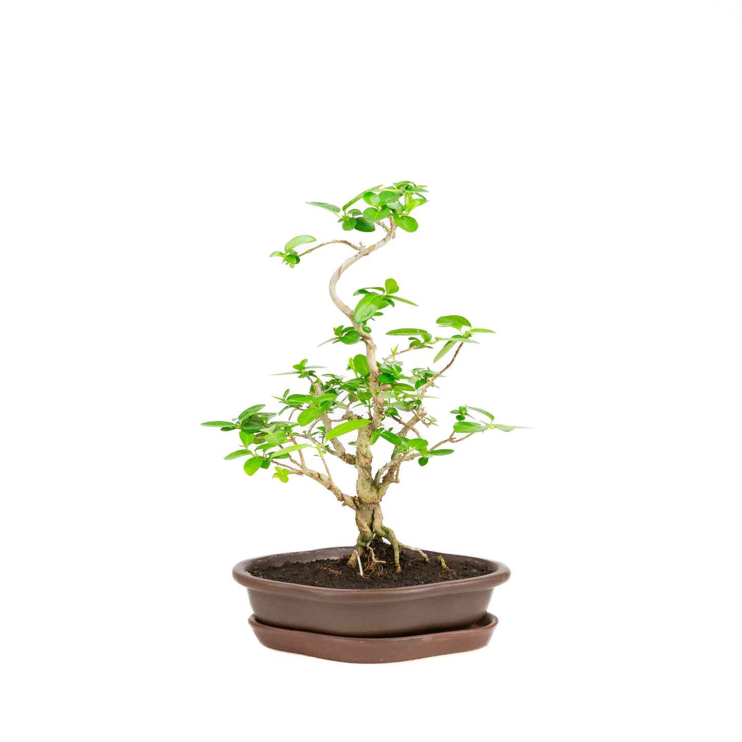 Premna Bonsai in brown pot 17cm, height ~22cm
