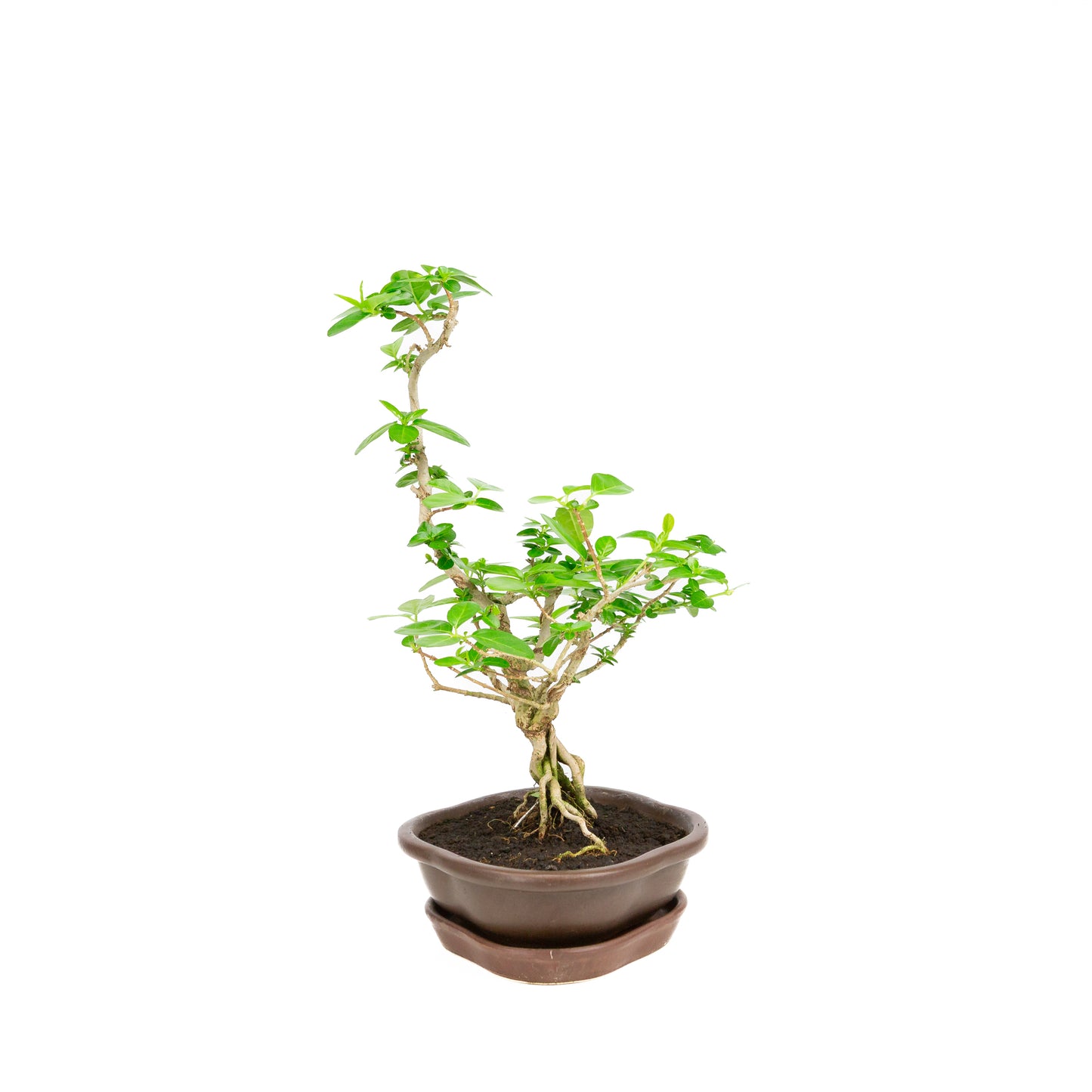 Premna Bonsai in brown pot 17cm, height ~22cm