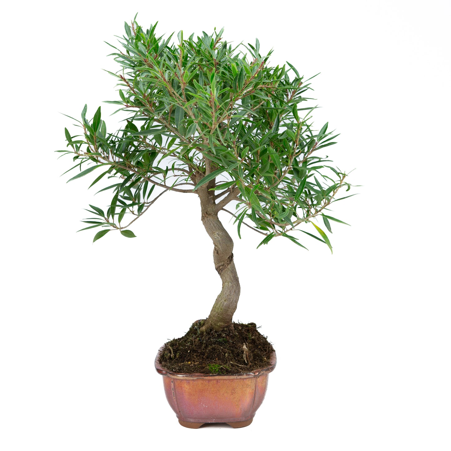 Ficus nerifolia (willow-leaf fig), height ~52cm