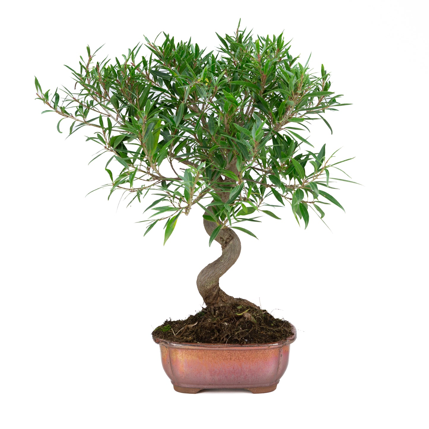 Ficus nerifolia (willow-leaf fig), height ~52cm